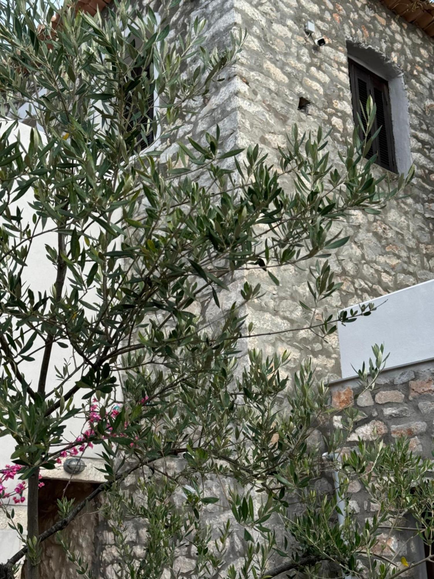 Elia Luxury Rooms Areopoli Exteriör bild